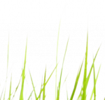 cropped-Grass-Transparent-Image-1.png
